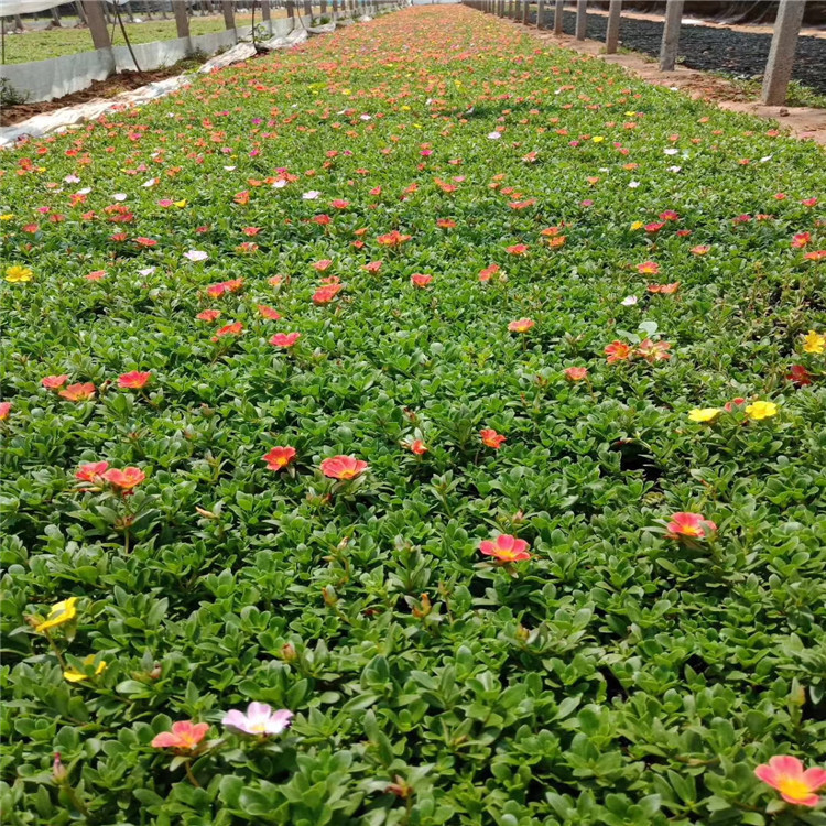 太阳花 山东青州大量供应优质草花太阳花 花色艳丽