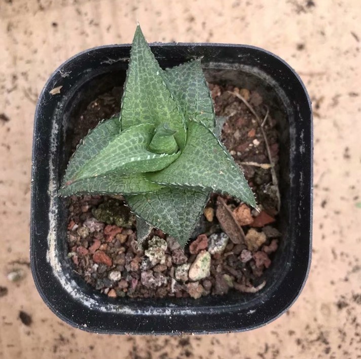 美纹龙鳞4-6cm多肉植物优实拍十二卷玉露