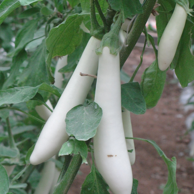 寿光特色蔬菜种子白茄种子白色长茄种子基地种植1000粒