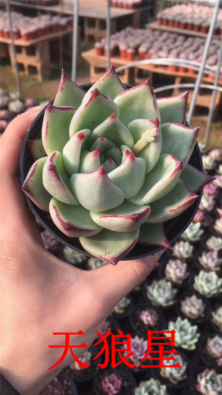 299多肉露养基地批发 贵货天狼星10.5cm盆品相我们多肉品种裸根发