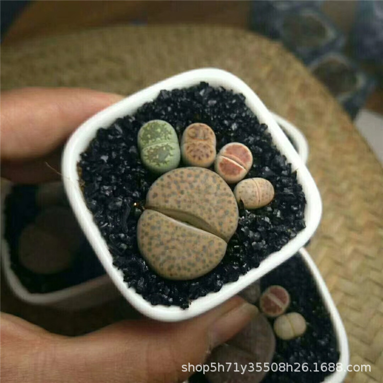 056多肉植物大棚限时批发 小脚丫生石花盆栽带盆土发多肉屁屁花