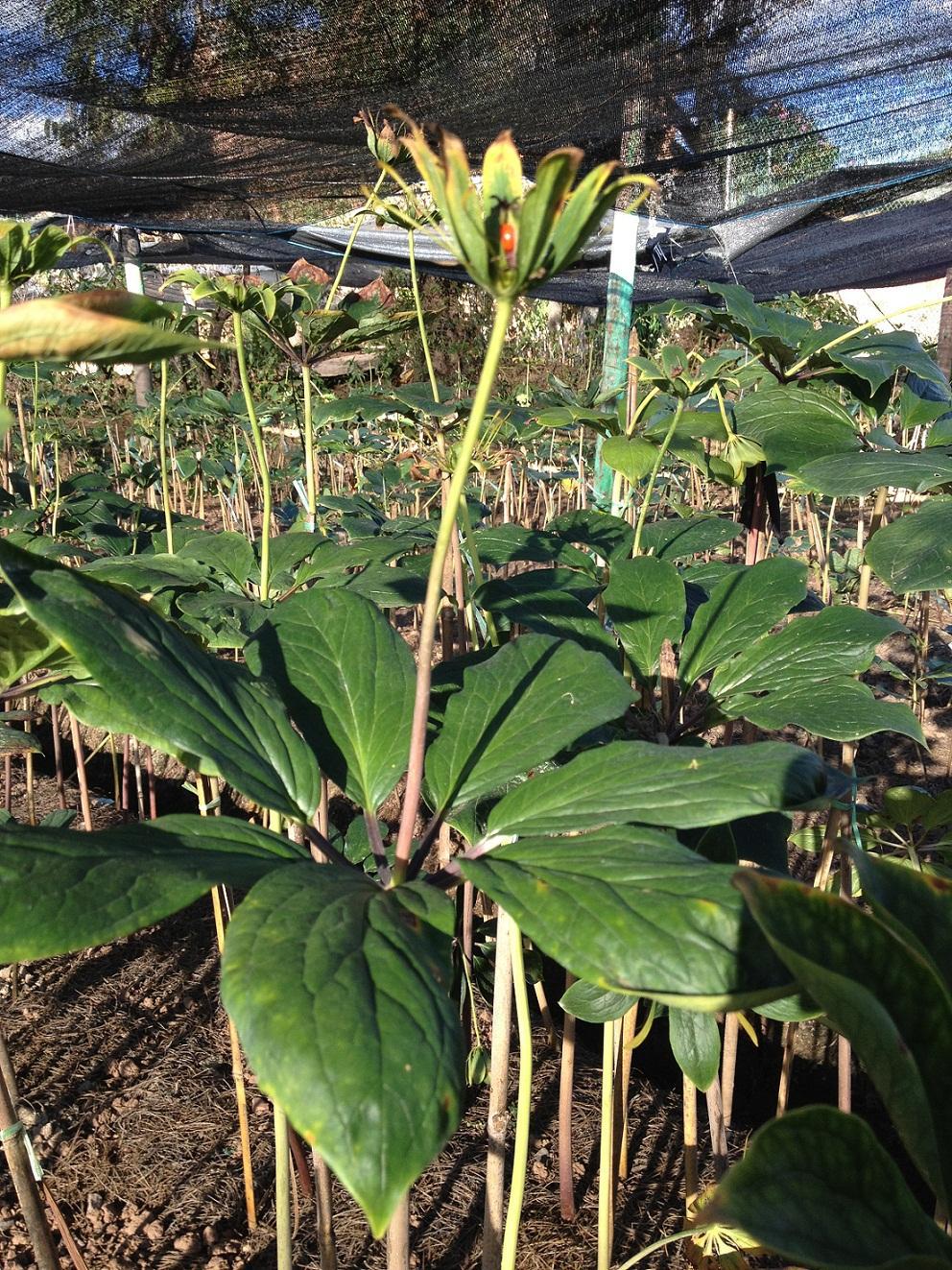 北方种植什么最赚钱 铜丰黔德公司重楼成品创业加盟好商机