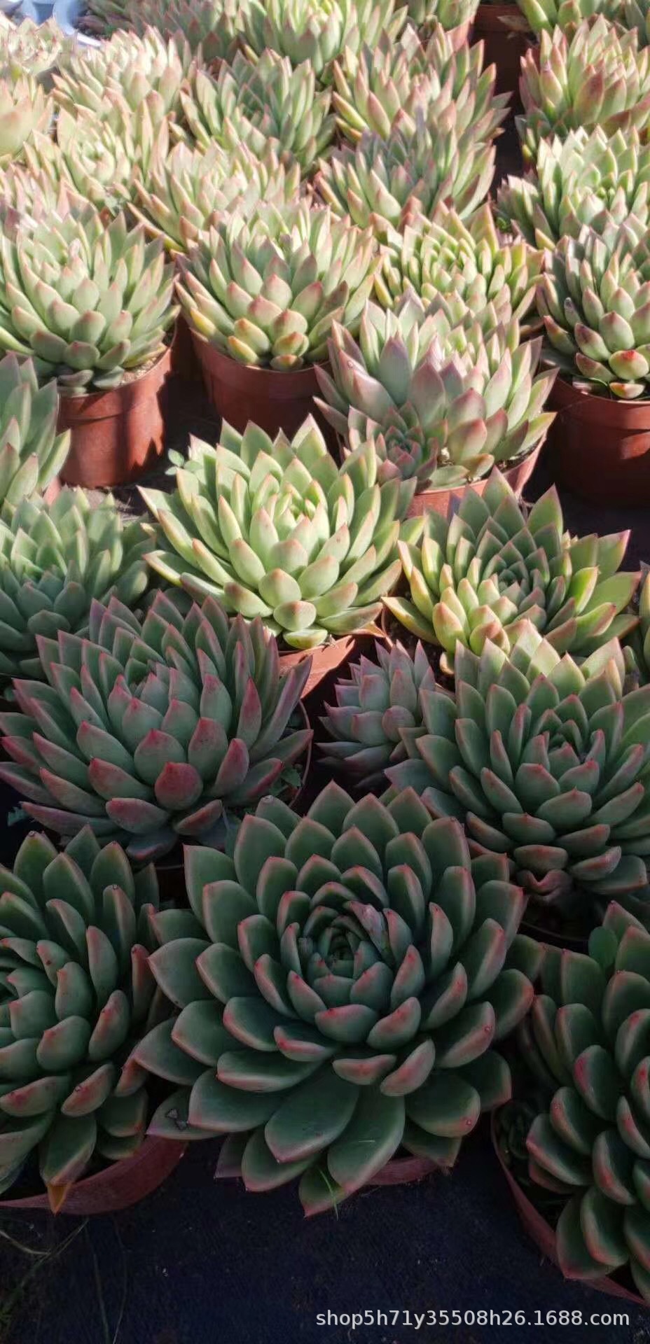 0382盆栽多肉植物大棚批发 白蜡东云盆16cm状态实拍多肉品种