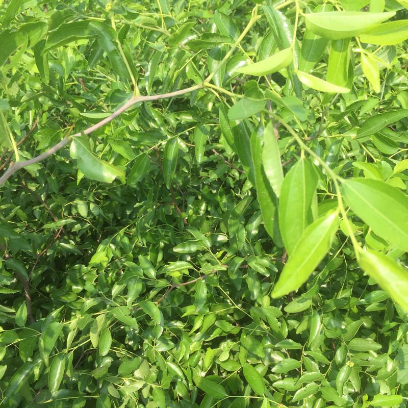 金丝小枣树脆甜可口 挂果率高枣树苗可南北方种植 基地现货枣树苗