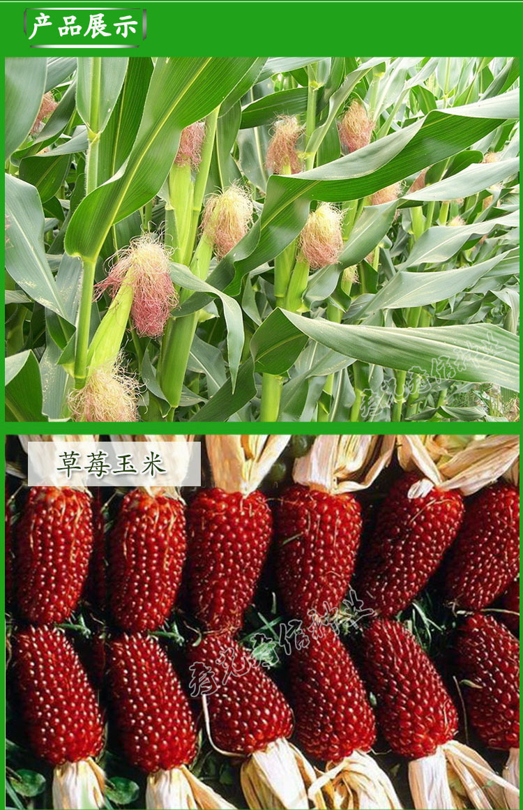 水果玉米种子草莓玉米种子迷你玉米种子菠萝玉米种子5克