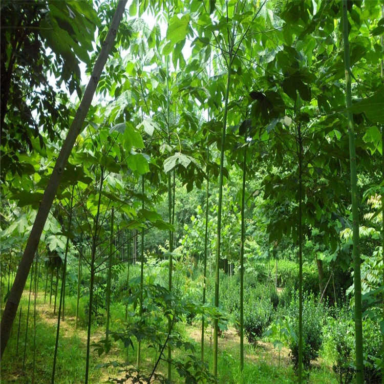 散装新青桐种子 青皮梧桐 梧桐树 梧树桐麻 中国梧桐种子