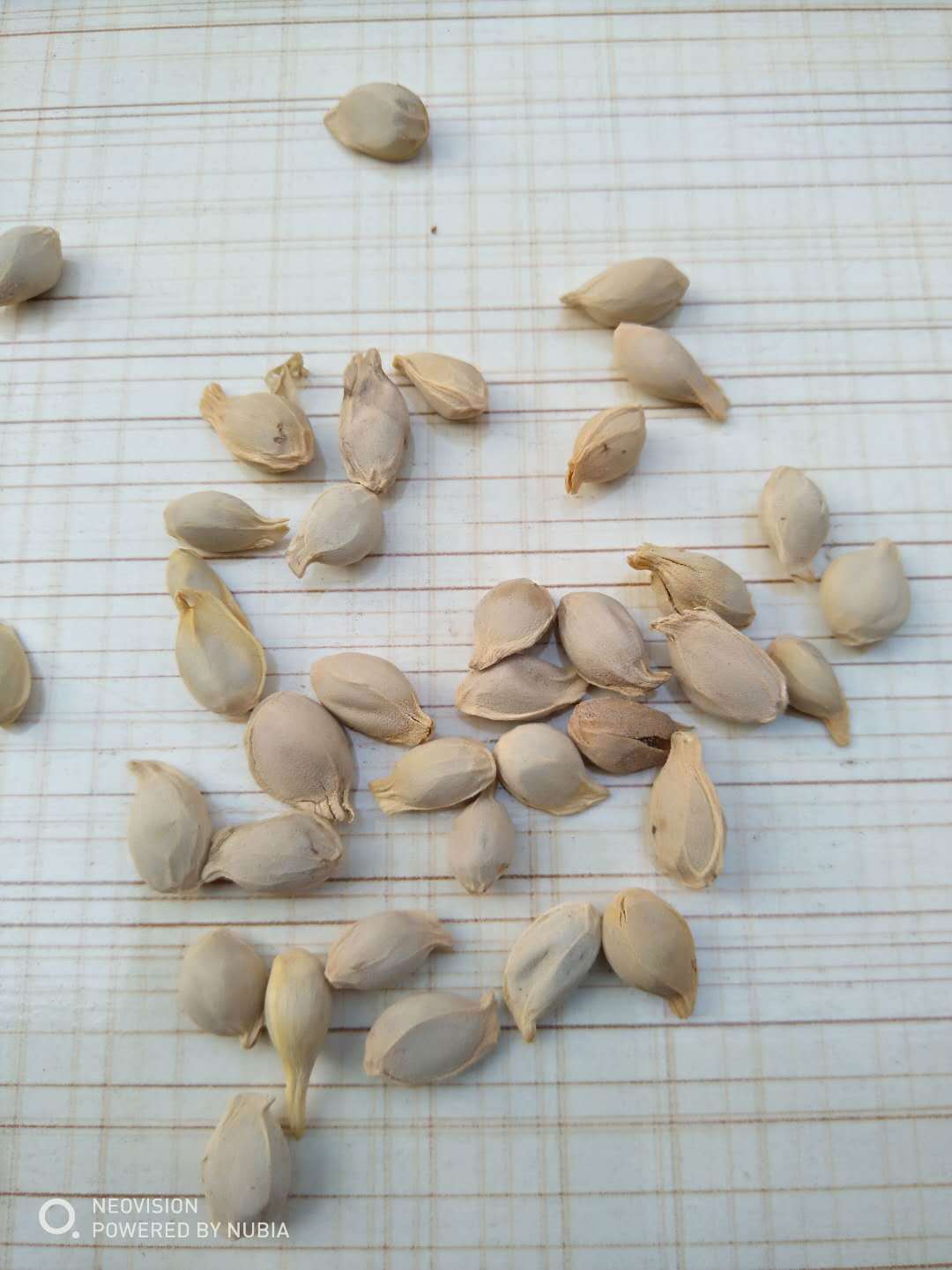 批发新货桔核 桔子籽 常年供应各种药材 量大从优 农产品加工