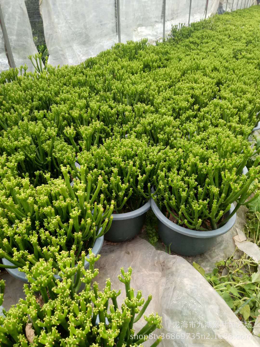 宏叶花卉景天科多肉 珊瑚柱光棍树 仙人柱产地直销景观 盆栽批发