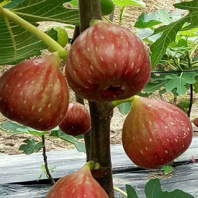 农户多年种植各种无花果树苗 品种纯价格低 布兰瑞克无花果苗