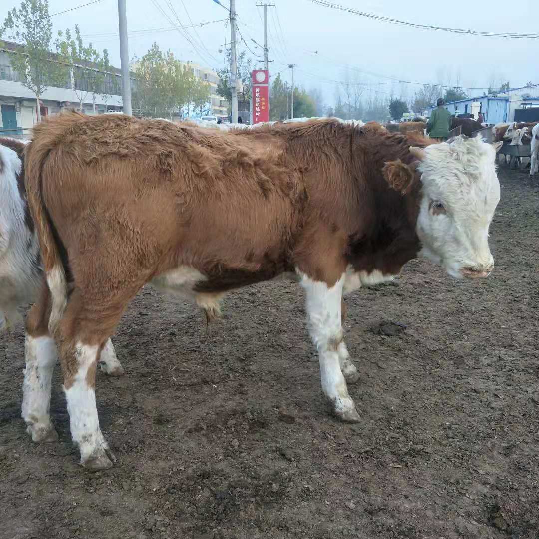 黑白花奶牛养殖场,西门塔尔牛,肉牛,三元杂交牛,改良肉牛