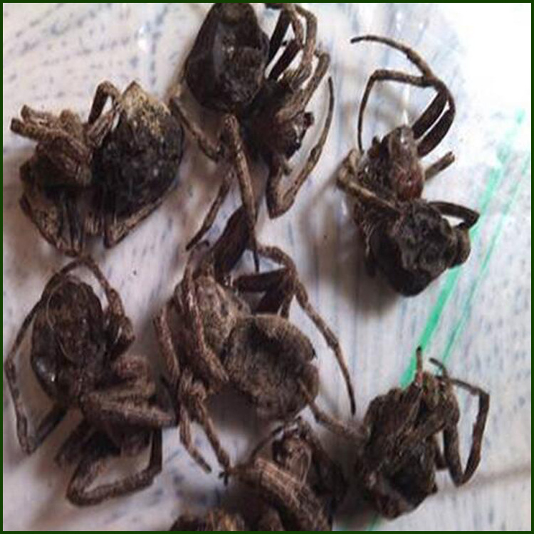 批发动物中药材 黑蜘蛛 冷背中药材大黑蜘蛛 干货
