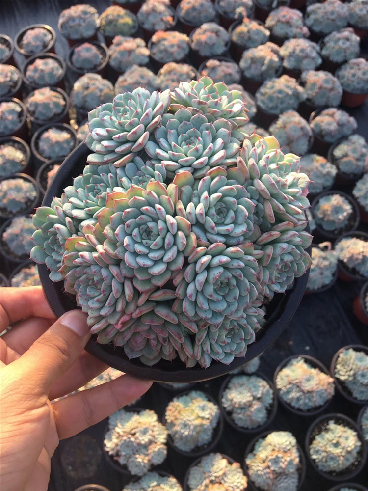 033多肉阳台植物基地批发 白姬莲大群盆15cm多肉品种状态好裸根发