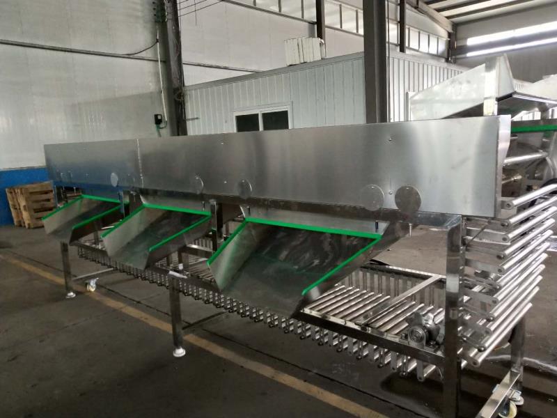 科宏滚杠水果拣果机 水果蔬菜链条滚杠拣选 厂家直供生产现货