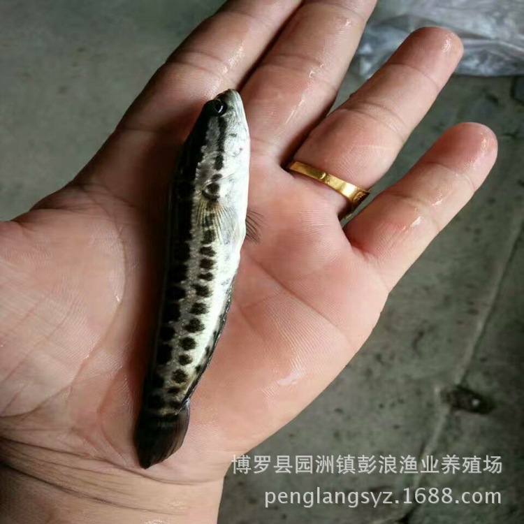 批发 杂交黑鱼苗 乌鱼苗 黑鱼苗 财鱼苗 生鱼苗 木鱼苗 本地斑鱼