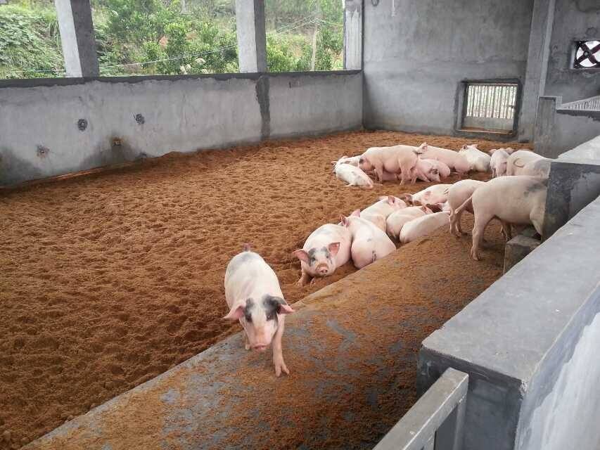 懒汉养猪的发酵床怎么做