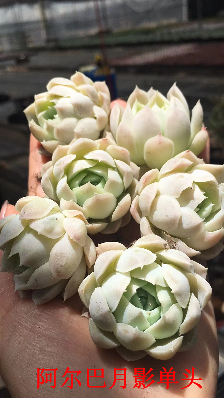159多肉植物精品爆款批发 状态阿尔巴月影单头多肉品种 品相一流