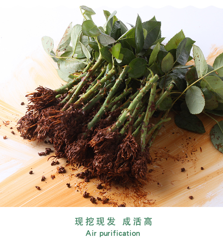 云南鲜切花玫瑰花苗 蔷薇苗丰花月季苗基地直销 香槟玫瑰花苗