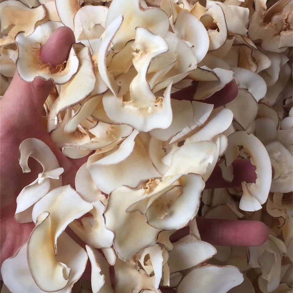 海底椰片 泰国天然无硫海底椰片 煲汤料 产地批发