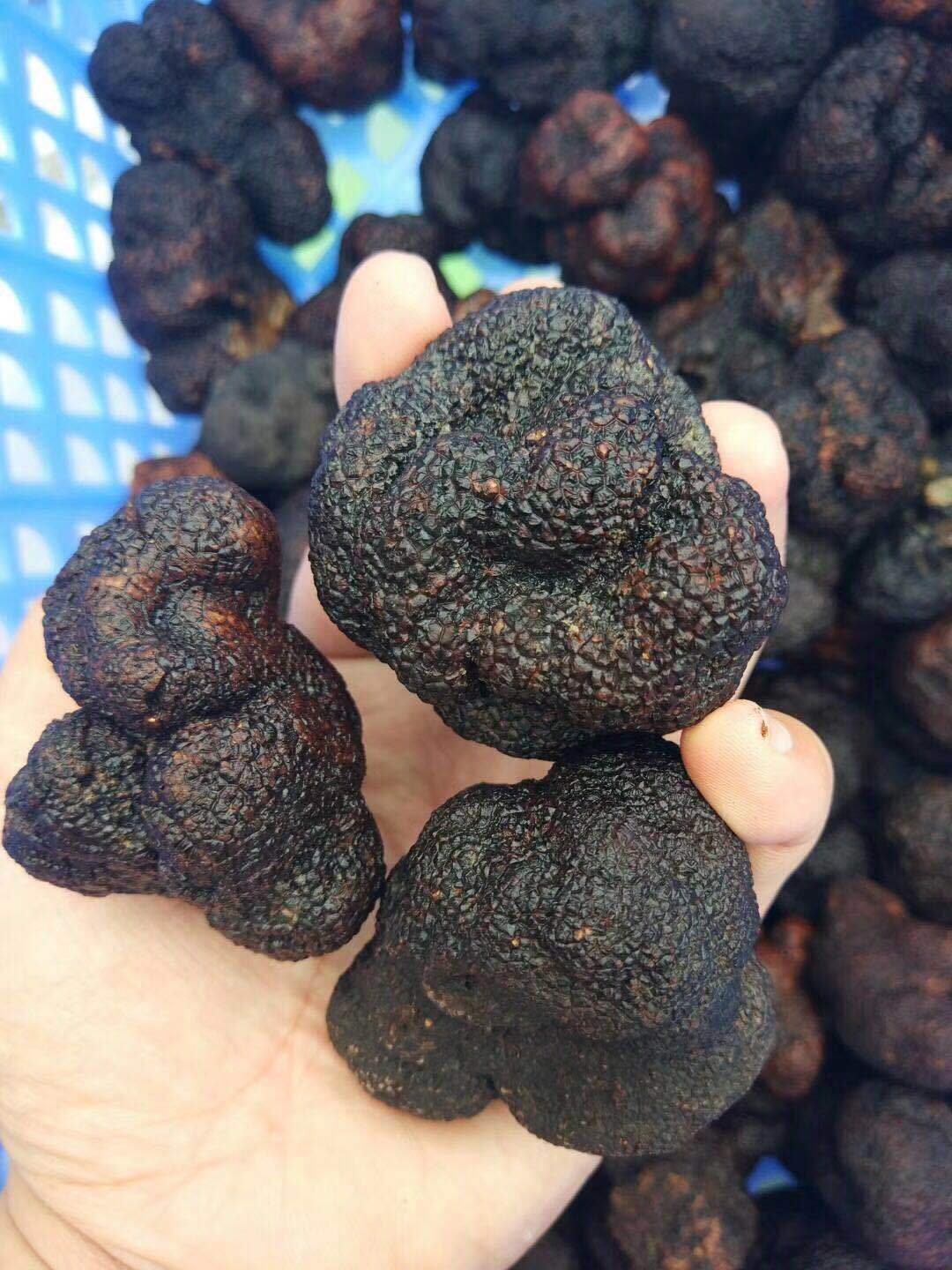 2018新鲜全熟黑松露猪拱菌野生菌月子孕妇食用菌干片规格齐全