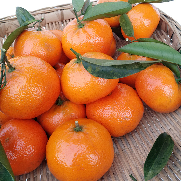 默科特 重庆三月柑 柑橘桔子