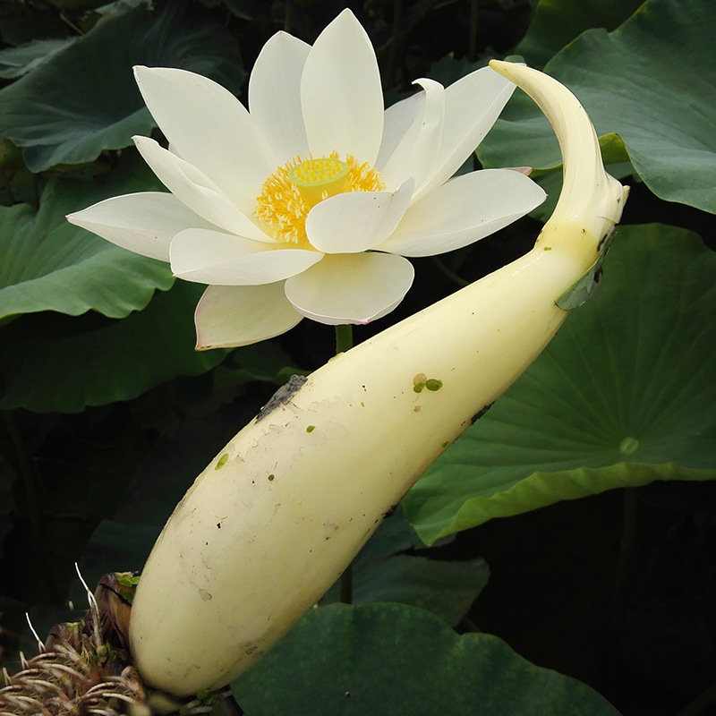 批发藕丫夏季马踏湖白莲藕生吃鲜脆嫩甜藕尖水果藕糖拌藕