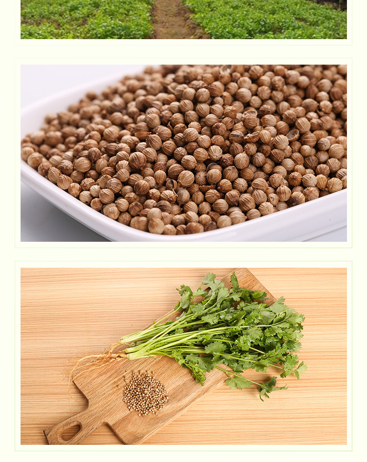 批发进口意大利香菜种子 芫荽种子蔬菜种子 量大从优招分销