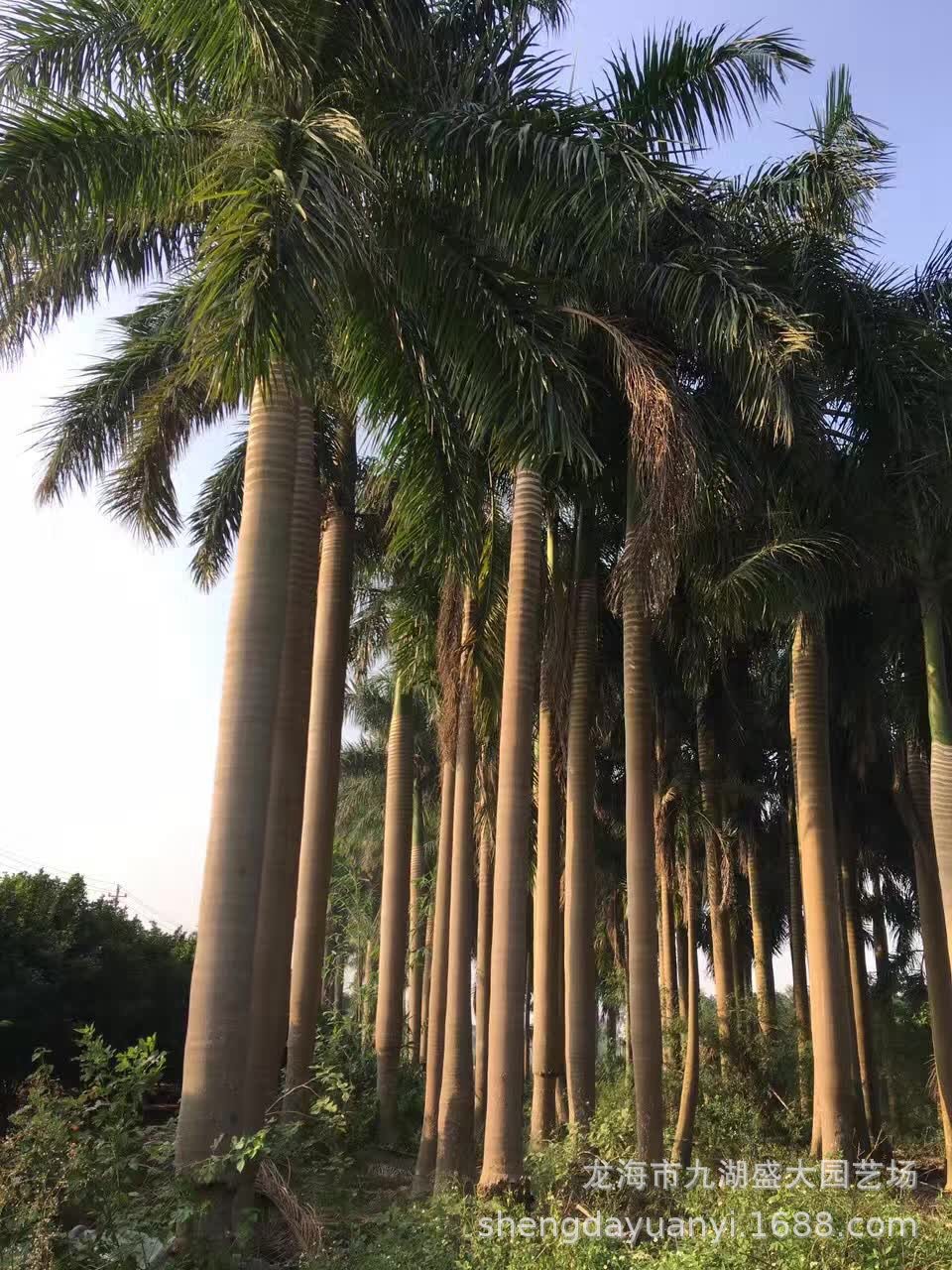 福建大王椰子价格 批发广西大王椰子树 湖南大王棕 大王椰供应