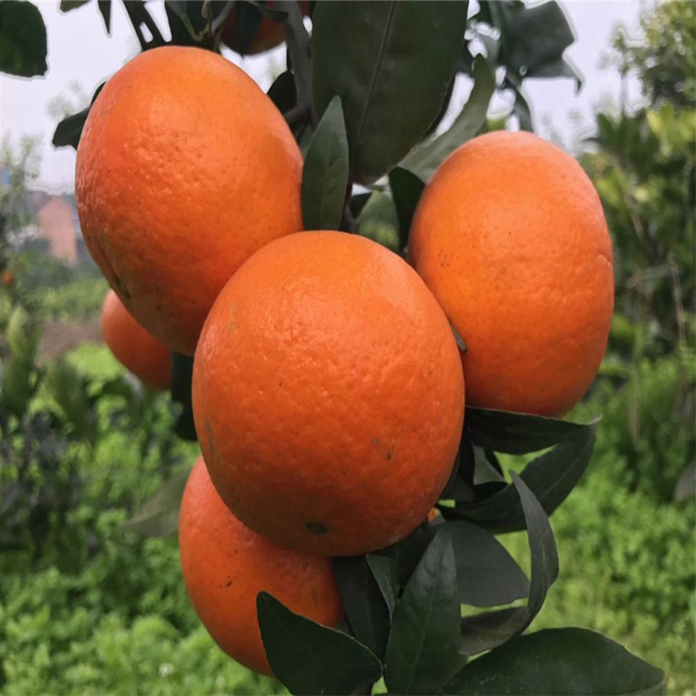 沃柑苗批发 果树苗供应 沃柑嫁接苗 晚熟柑橘苗 丰产优质