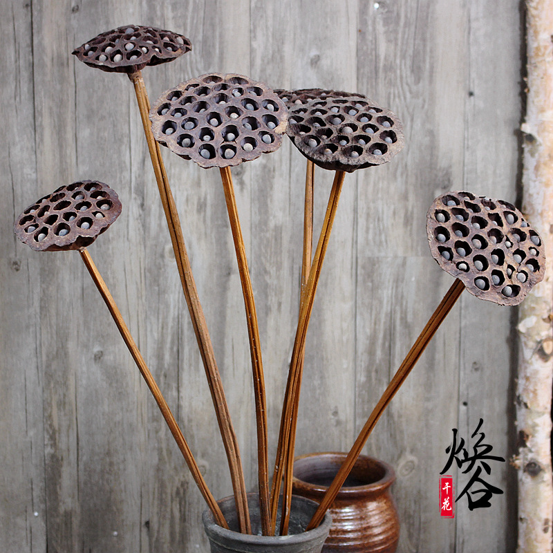 有籽大莲蓬 复古干莲蓬干花批发艺术真l莲蓬家居软装插花