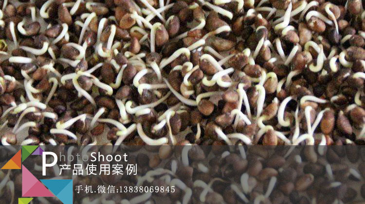 芽苗菜杀菌消毒液客户案例