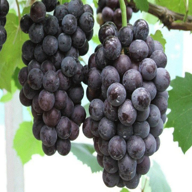 供应夏黑葡萄无核无籽红提紫甜无核巨玫瑰维多利亚科瑞