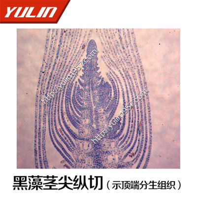 植物生物学切片标本 生物实验 黑藻茎尖纵切(示顶端分生组织)