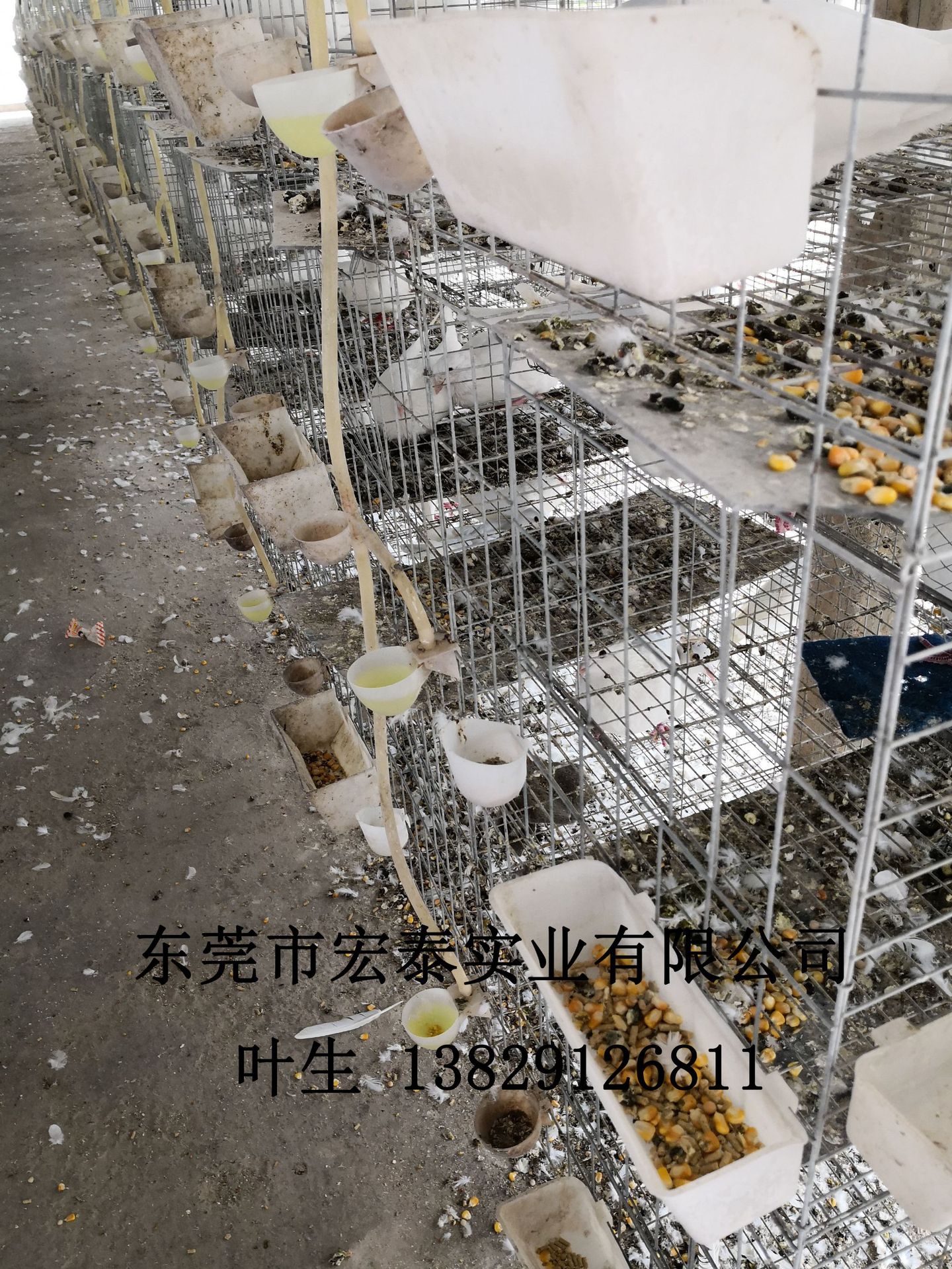 养殖业鸽子笼批发大型鸽场专用鸽笼厂家直销优质鸽子笼3层12位