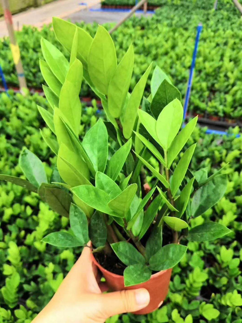 【基地直销】观叶植物 室内吸甲醛花卉 小盆栽绿植 90财神金钱树