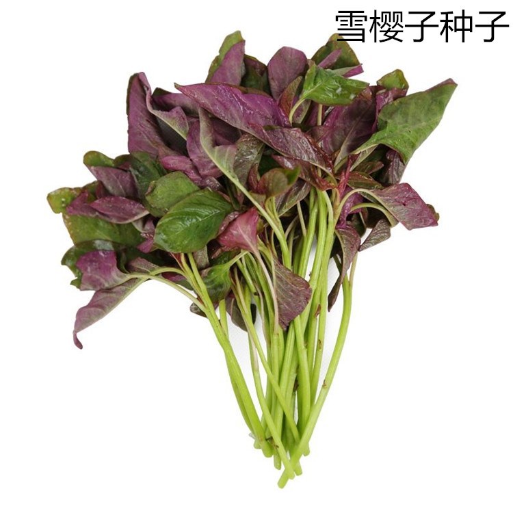 雪樱子种子 绿色保健蔬菜种子 男性菜种子 男人温补特菜种子批发