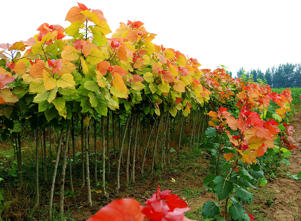 冠红杨打造绿水青山就是金山银山