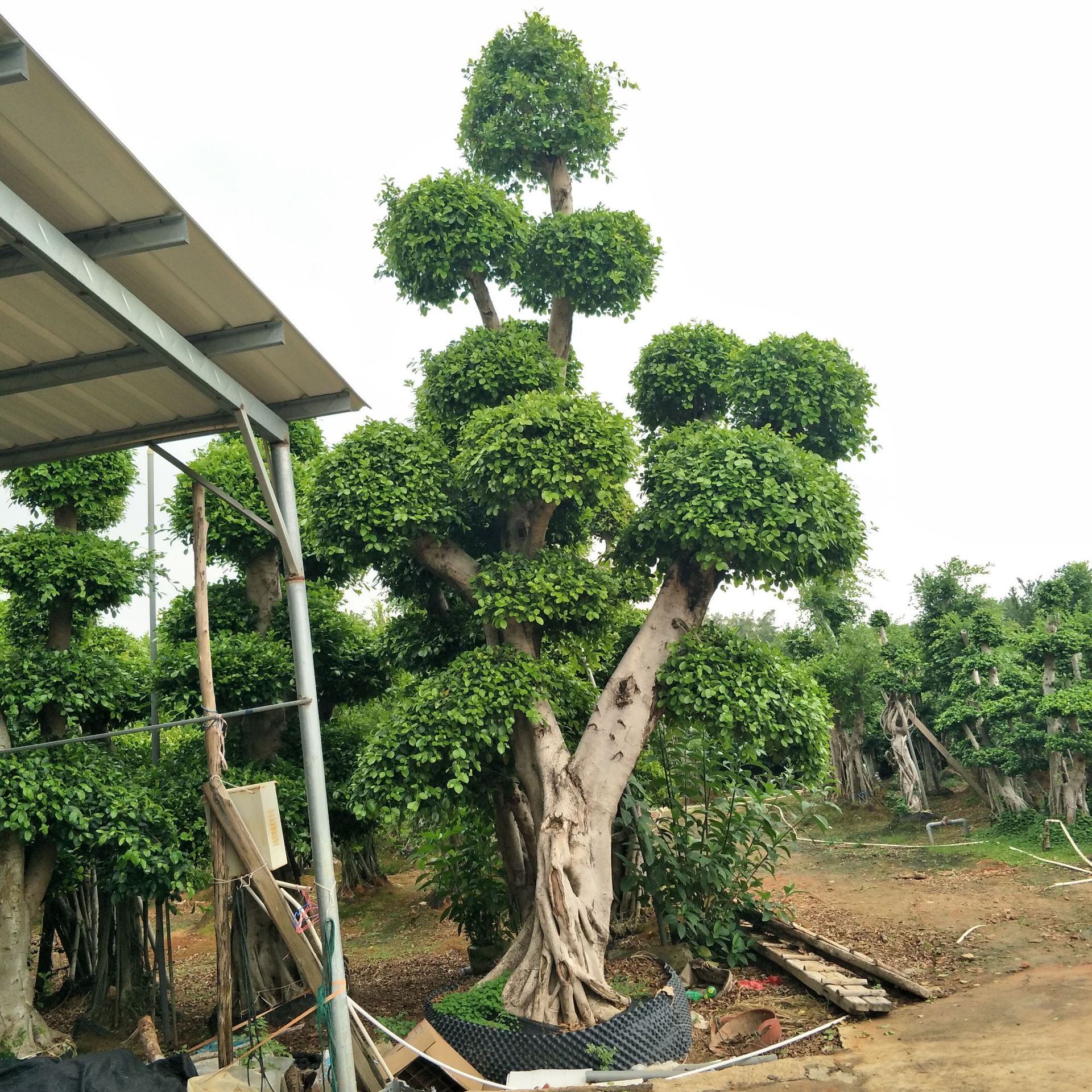 福建造型原叶景观小叶榕桩头001_福建小叶榕桩头-福建造型小叶榕桩头-