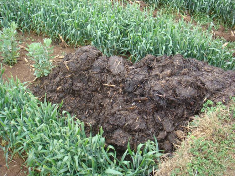 厩肥施对了地方才会事半功倍