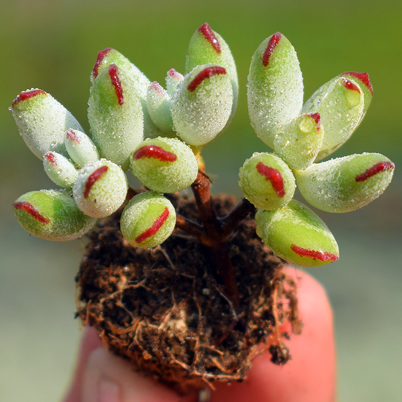 萱咿草 多肉植物 精灵豆福娘小群生 办公室内状态萌物韩货