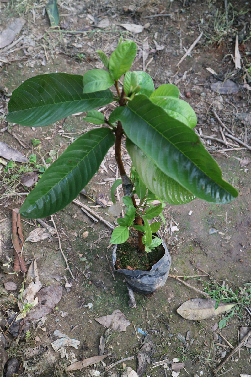 本农场的红心芭乐果苗根系发达,成活率高!