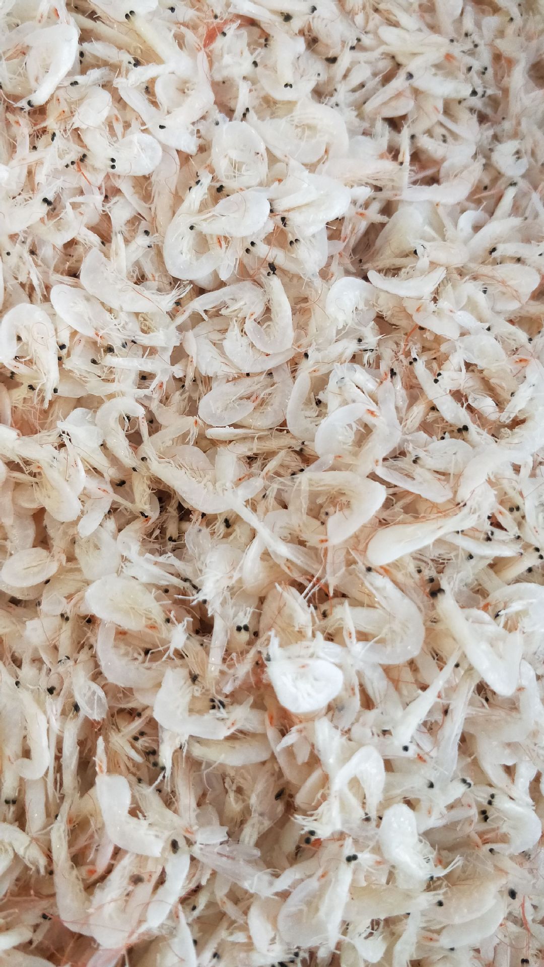 海鲜干货小虾皮 散装 咸虾皮优质虾皮 虾皮干大量批发产地供应