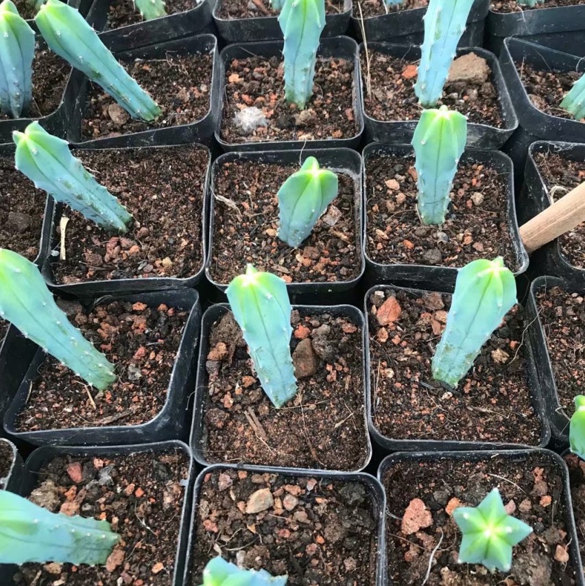 神龙木15-20高 沙漠植物蓝色仙人柱多肉实物拍摄择优