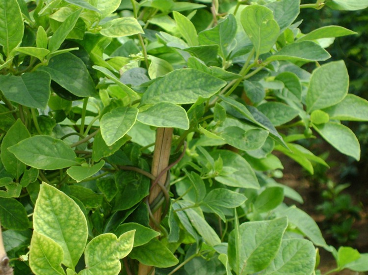 【党参种子】四季播 中药党参籽 优质中草药发芽率高药用蔬菜种子