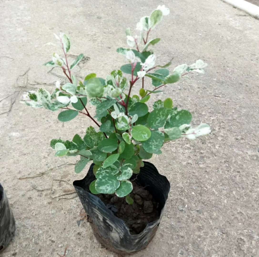 广东花厂批发白雪木盆栽,绿植地被雪花木,多种规种