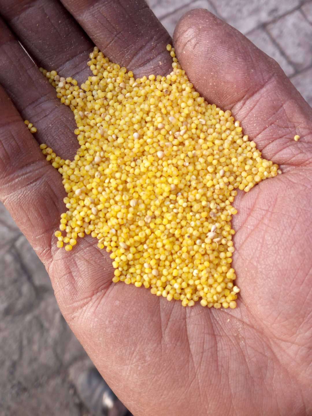 产地销售100斤/袋山西晋谷29号21号谷子沁州黄白皮鸟食谷子不包邮