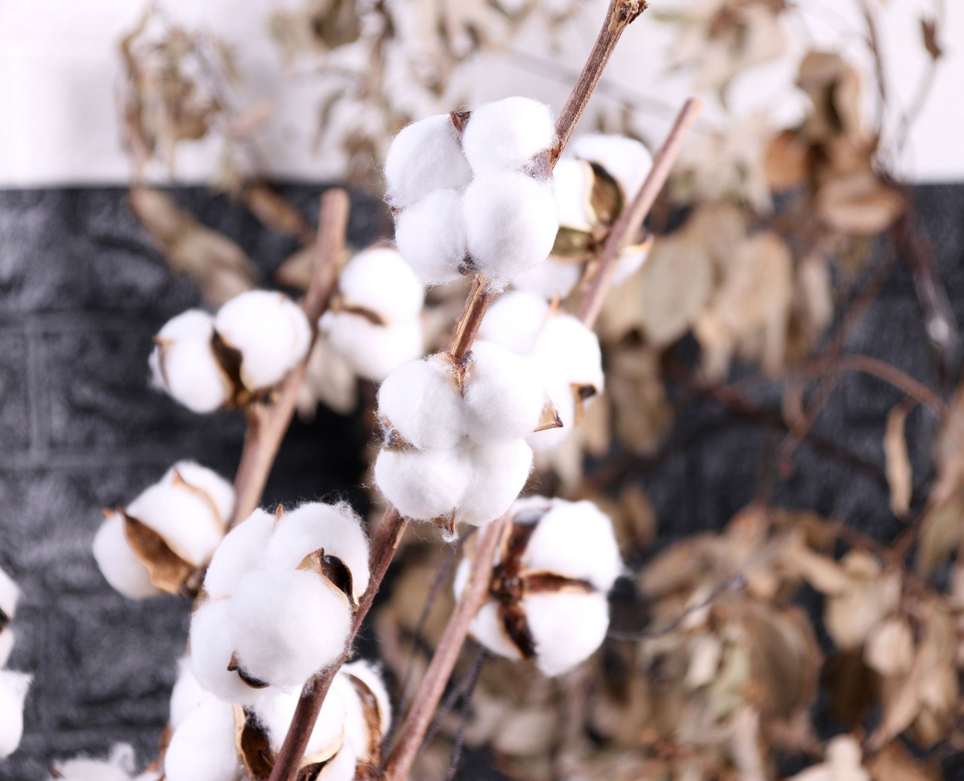 厂家批发9头真杆棉花天然棉花干花永生花家居装饰客厅摆设仿真花