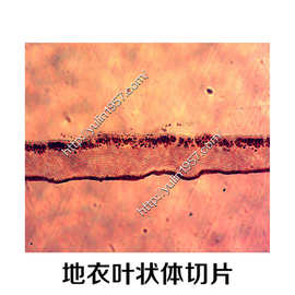 生物显微镜切片标本批发 植物玻片 叶状地衣切片(地衣叶状体)