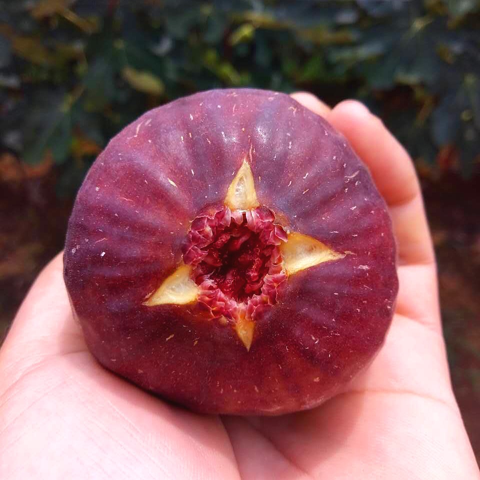 四川波姬红无花果新鲜红皮无花果孕妇营养水果3斤装顺丰空运包邮