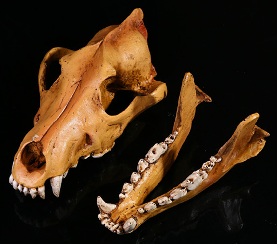 狼头骨模型 树脂工艺品 骷髅头道具个性摆件 外贸供货 办公室摆件