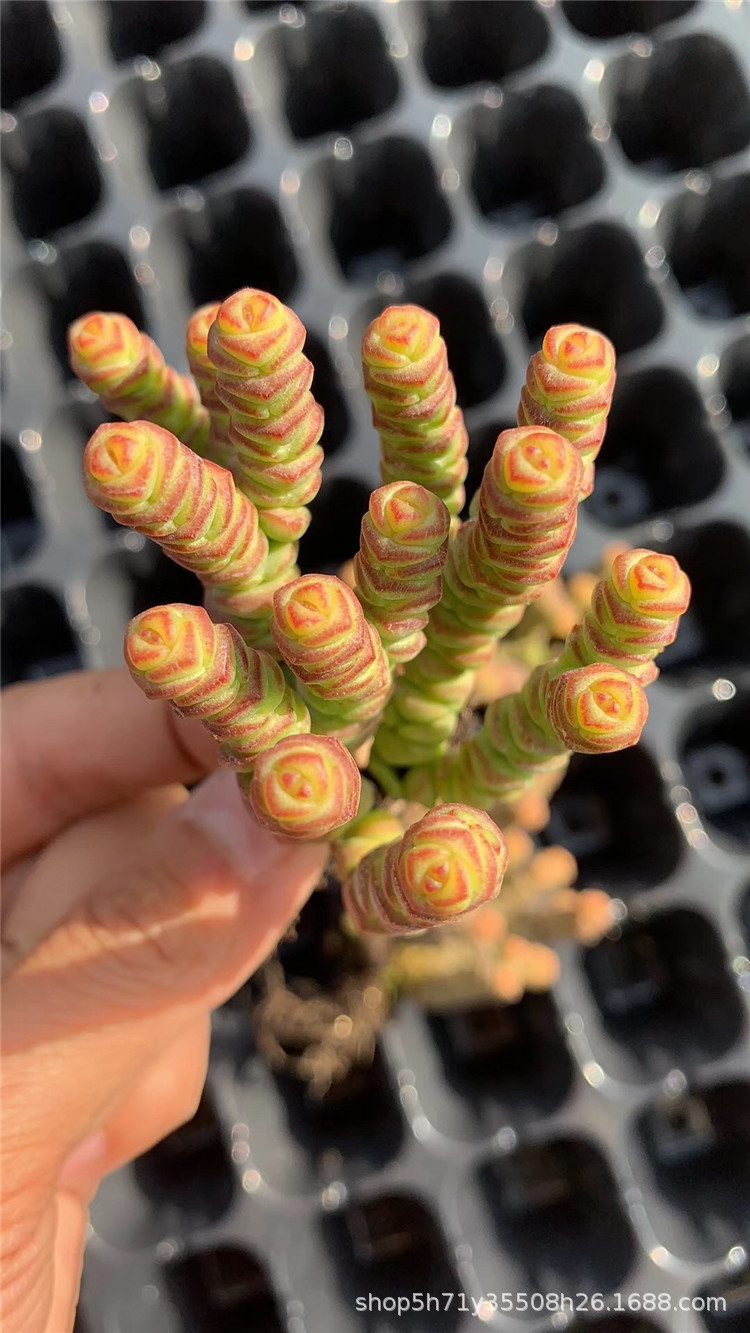 006精品当然植物大棚限时批发 迷你钱串群生多肉人气品种裸根发